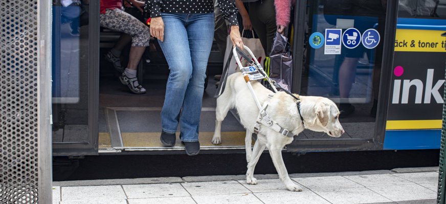 En kvinna går av en buss med sin ledarhund, en ljus labrador.