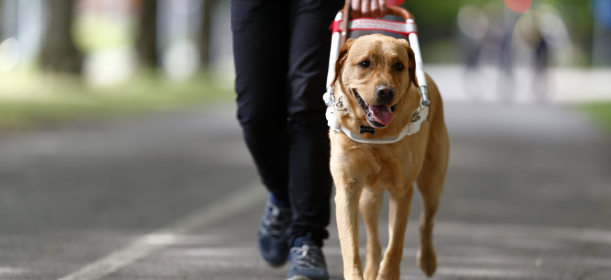 Ledarhund i sele med sin förare på promenad