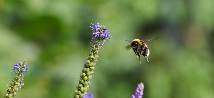 En liten humla som flyger i grönskande landskap mot några lila blommor.