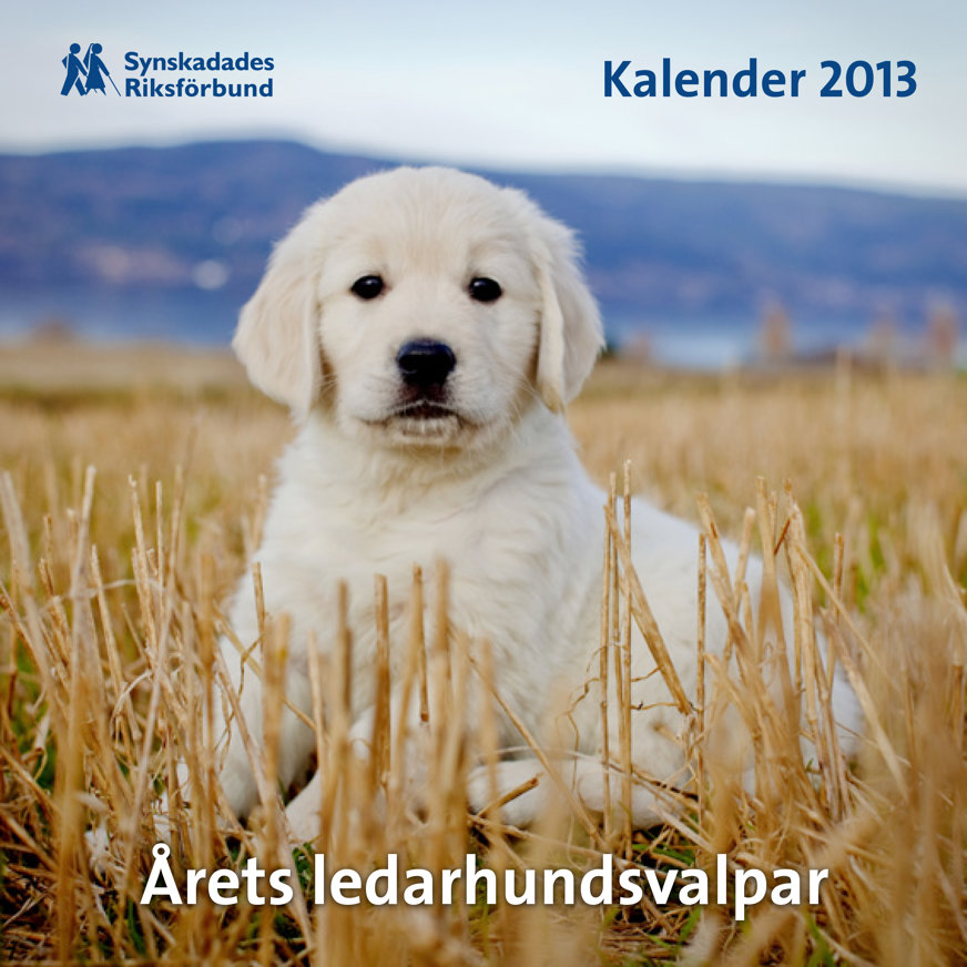 Omslaget till Valpkalendern 2013. En gul ledarhundsvalp står på en äng med torkat gult gräs. I bakgrunden syns berg avteckna sig.