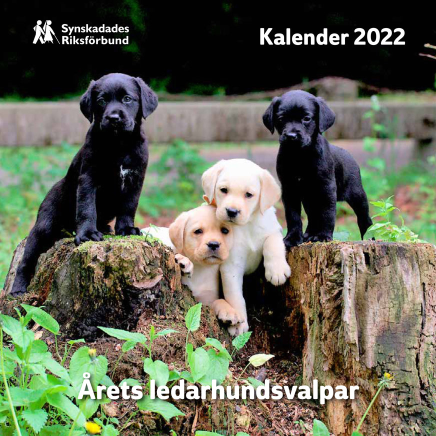 Omslaget till Valpkalendern 2022. Två svarta ledarhundsvalpar och två ljust gula sitter på stubbar.