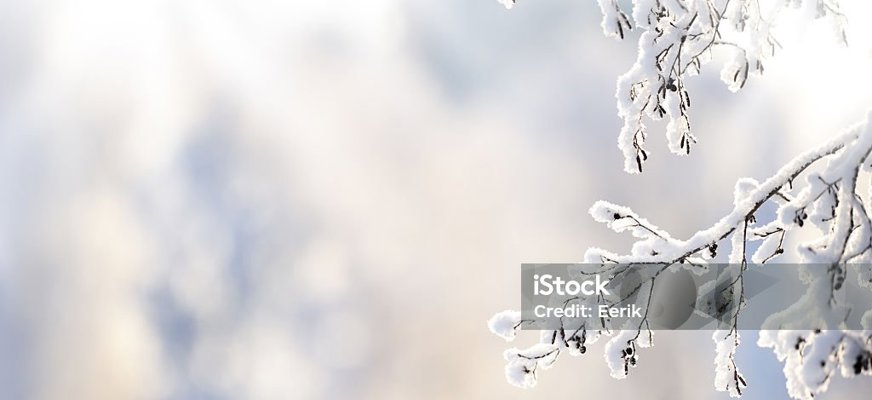 En snöig gren i vinterfärger