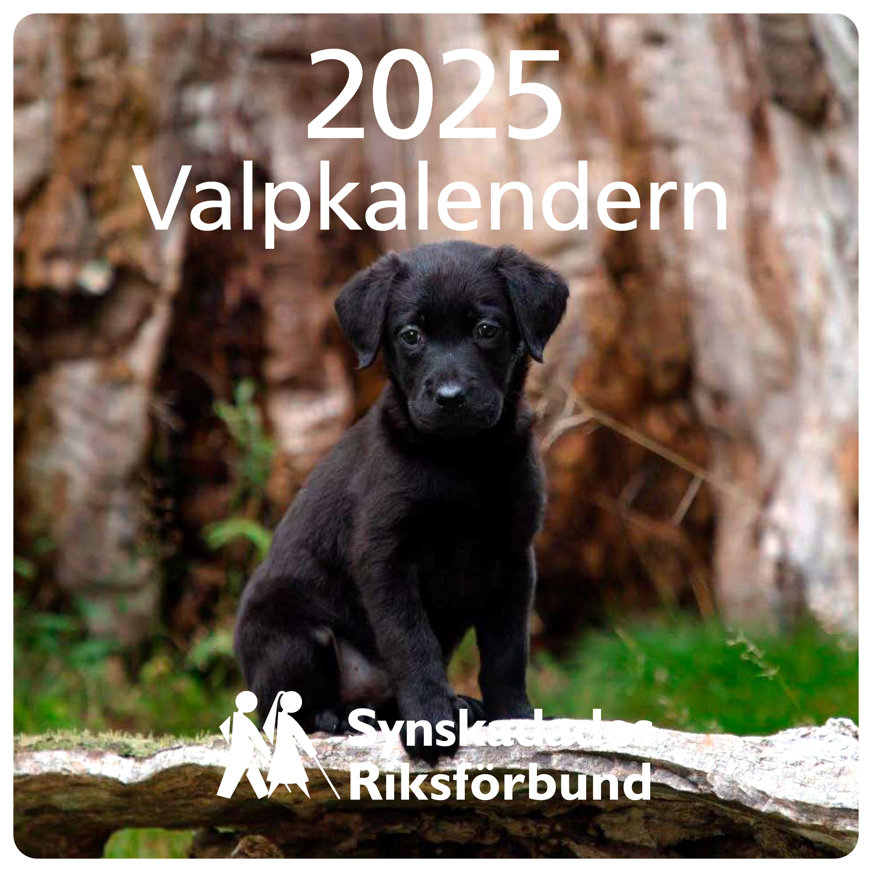 Omslaget till Valpkalendern 2025. En svart ledarhundsvalp står framför ett stort träd.