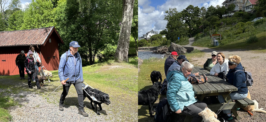 Två bilder från promenaden i Ljungskile i juni 2025. Sol och blå himmel över ledarhundsekipagen under promenaden och under fikapausen runt ett bord alldeles nere vid havet.