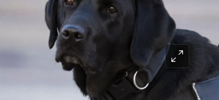 Bilden visar en svart labrador med ledahundssele.