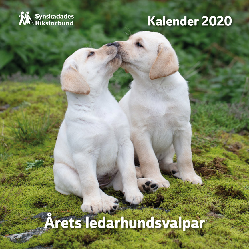 Omslaget till Valpkalendern 2020. Två vitgula ledarhundsvapar som sitter på grön mossa och "pussas". 