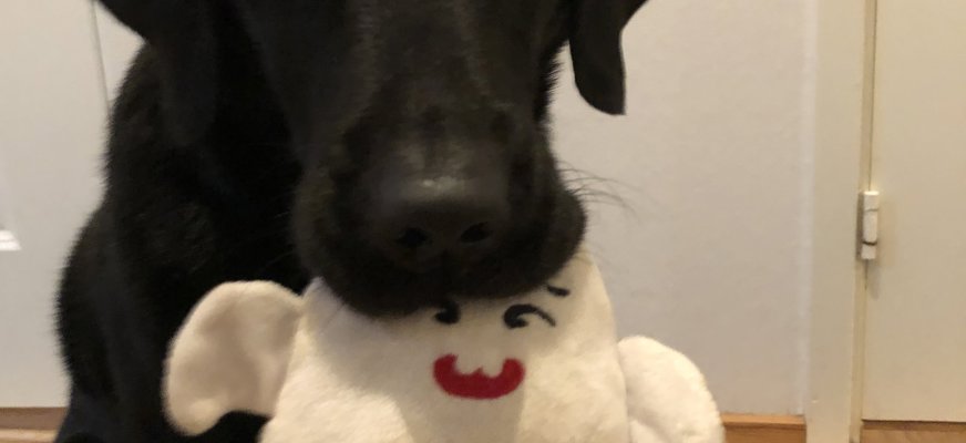 En bild på en svart Labrador med ett litet vitt leksaksspöke i munnen. Spöket har svarta ögon, röd mun och texten "Boo!" på magen.