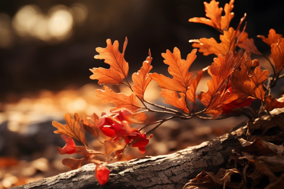 Orangea höstlöv syns på en gren till höger. Bakgrunden går i svart och mörkbrunt.