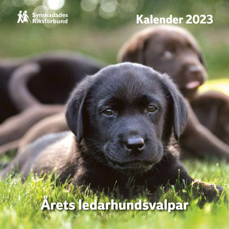 Omslaget till Valpkalendern 2023. Närbild på svart ledarhundsvalp som ligger i gräset. I bakgrunden syns en annan brun valp.