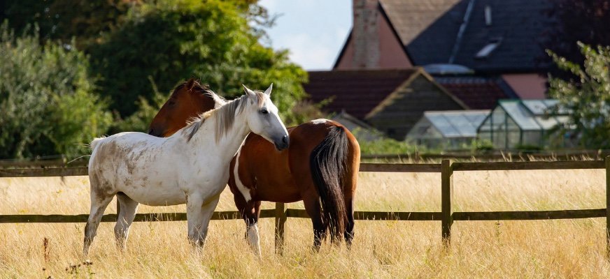 Två hästar, en ljus och en mörk, står i en hage tätt intill varandra. I bakgrunden syns grönska och några växthus framför en ladugård.