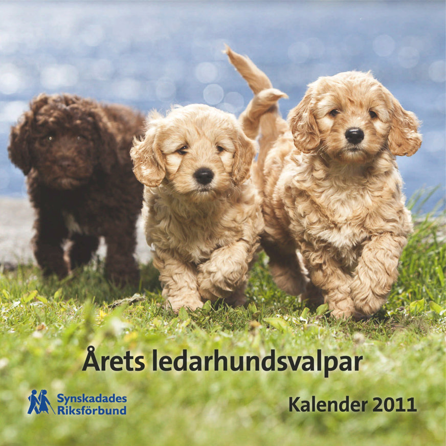 Omslaget till Valpkalendern 2011. En brun ledarhundsvalp och två guldbruna springer över en gräsmatta mot kameran. I bakgrunden syns glittrande blått vatten.