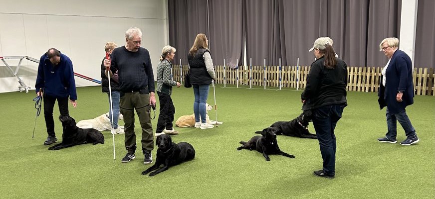 En bild från en tidigare kurs. Kursdeltagarna och hundarna ställde sig i en cirkel med ryggarna inåt mitten av cirkeln. Alla la ner sina hundar, kopplade loss och gick sedan någon meter från hundarna och vände sig om. Hundarna skulle sedan ligga kvar trots diverse störningar i form av bollar och andra leksaker som rullades och kastades. Det blev mycket beröm och godis från mattarna och hussarna. (foto: Agneta Sjöberg)