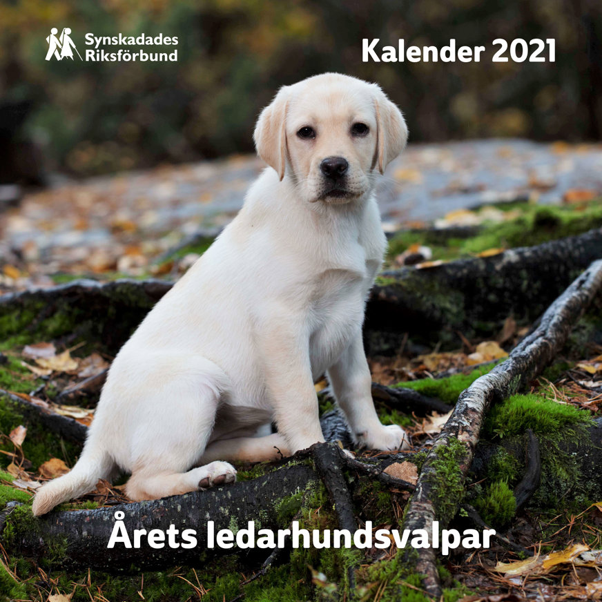 Omslaget till Valpkalendern 2021. En ljusgul ledarhundsvalp sitter bland rötter och gulnade löv under ett träd.