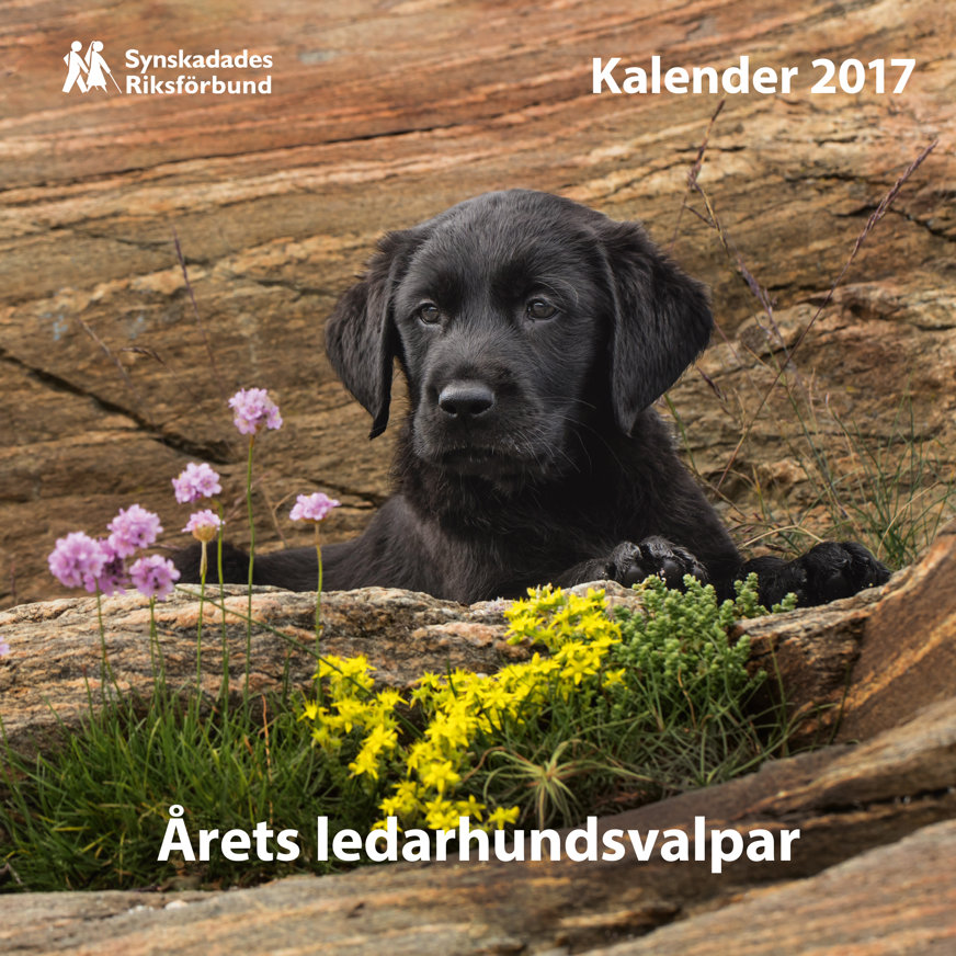 Omslaget till Valpkalendern 2017. En svart ledarhundsvalp ligger i en klippskreva. I förgrunden syns rosa och gula blommor.