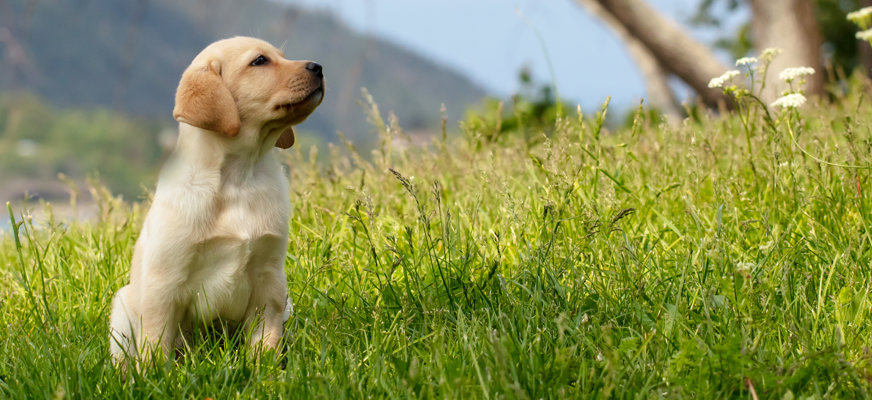 En gul ledarhundsvalp sedd i profil. Hunden sitter på en grönskande gräsmatta och tittar upp mot himlen. I bakgrunden skymtar vacker bergsmiljö och ett vattendrag.