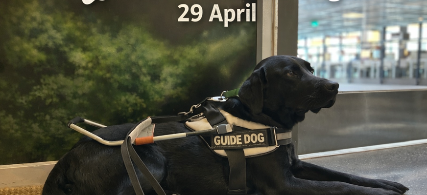 En svart labrador ligger på ett golv. Hunden har en vit sele