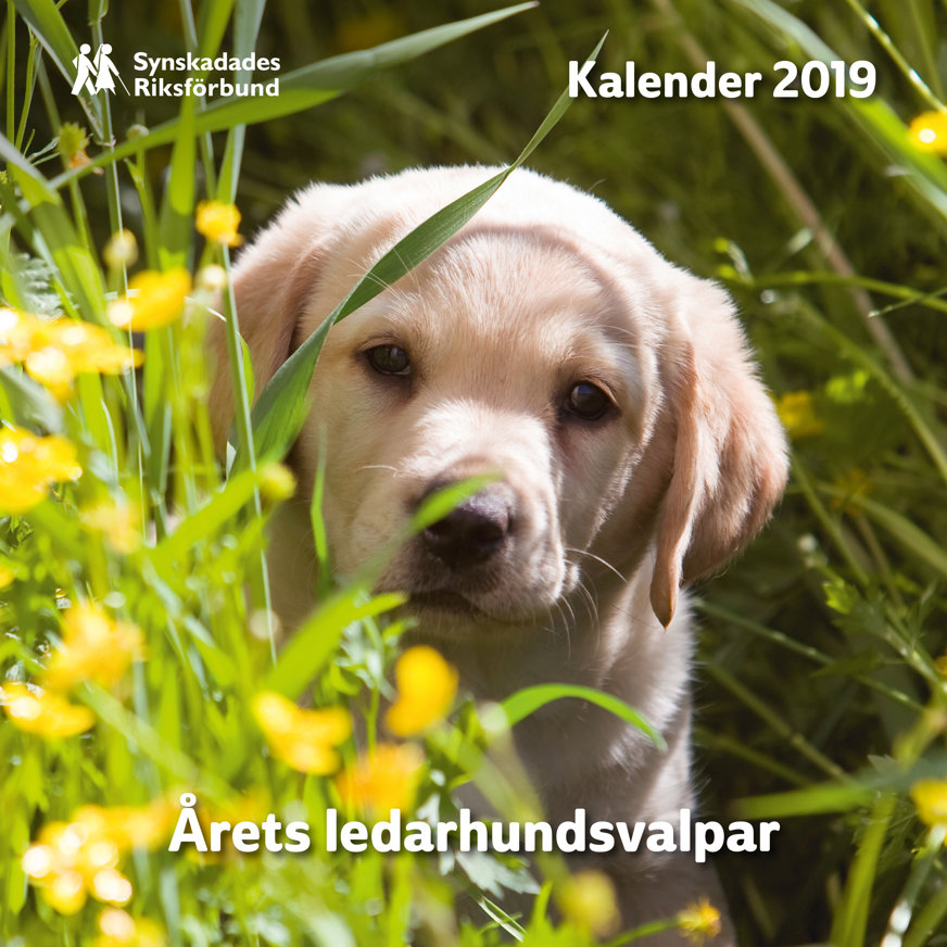 Omslaget till Valpkalendern 2019. En gul ledarhundsvalp gömmer sig i högt gräs. Hunden sticker fram sitt huvud bakom några gula blommor.