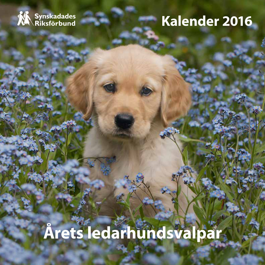 Omslaget till Valpkalendern 2016. En ljust brun ledarhundsvalp sticker upp huvudet ur ett hav av blå blommor.