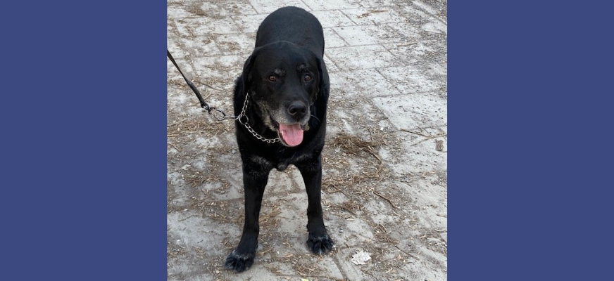 Sirkkas svarta, numera pensionerade, ledarhund Åzzy ser tuff och glad ut. Han står som i startläge och verkar redo för bus, utan sele. Pigga ögon och öppen mun med tungan ut.