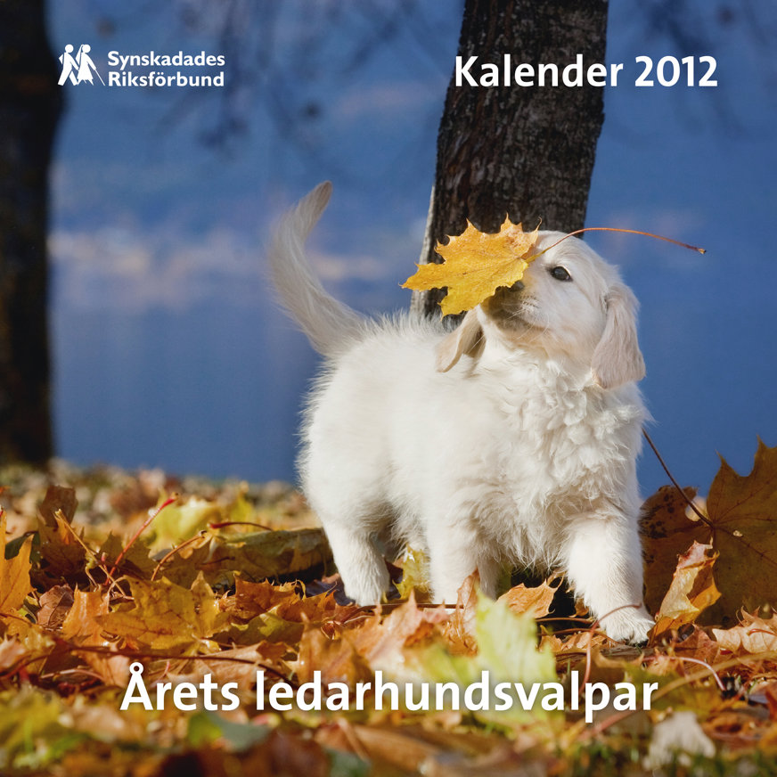Omslaget till Valpkalendern 2012. En vit ledarhundsvalp leker bland gula eklöv. Ett löv landar på hundens nos.