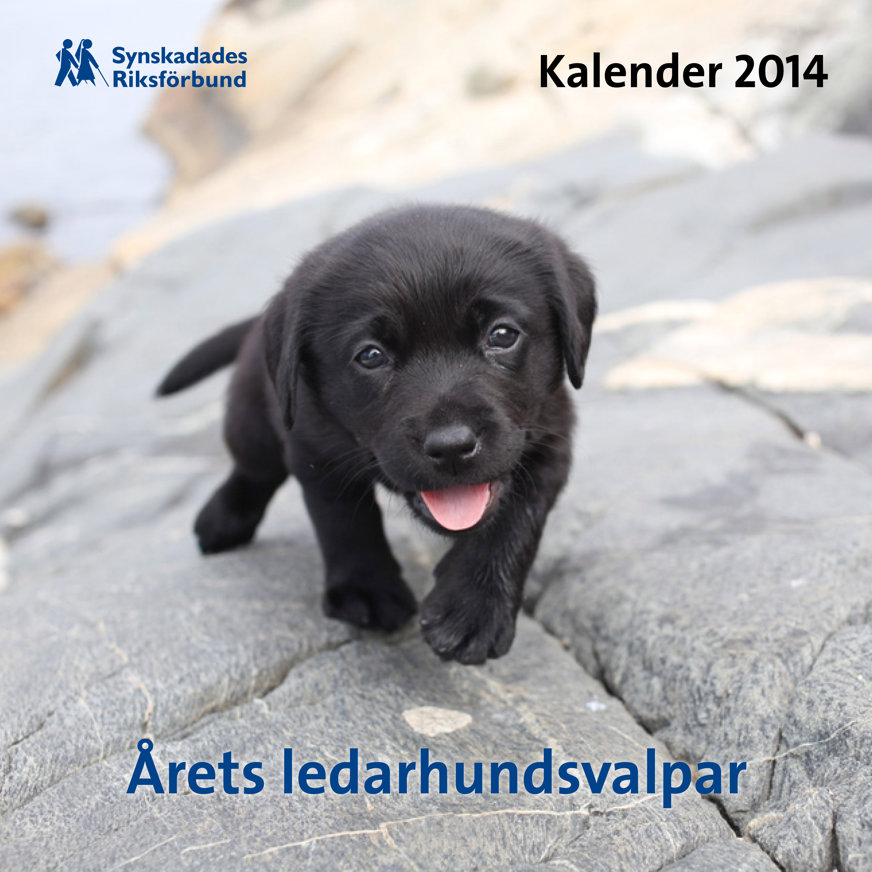 Omslaget till Valpkalendern 2014. En närbild på en svart ledarhundsvalp som springer uppför en klippa. Hundens rosa lilla tunga sticker ut ur munnen.
