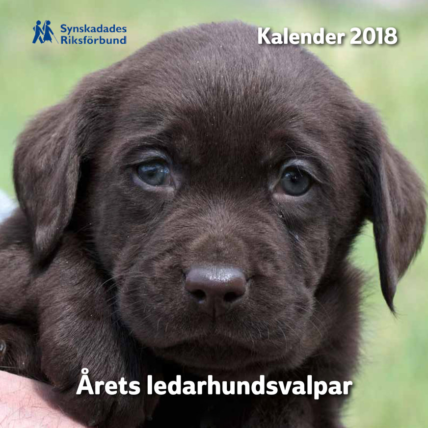 Omslaget till Valpkalendern 2018. Närbild på en mörkt brun ledarhundsvalp som ligger i någons armar.