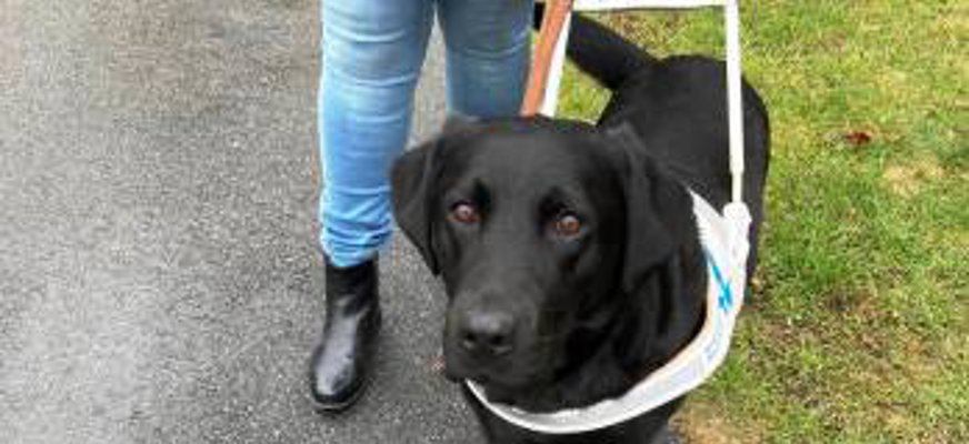 Den svarta labradoren Pax står till höger om sin matte