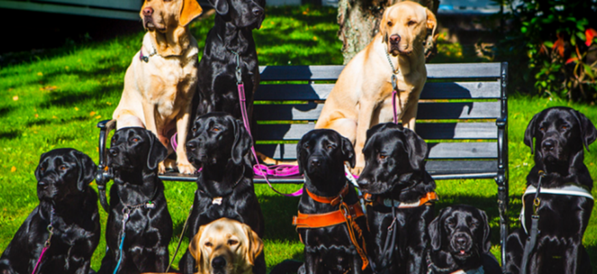 Ledarhundar i en park