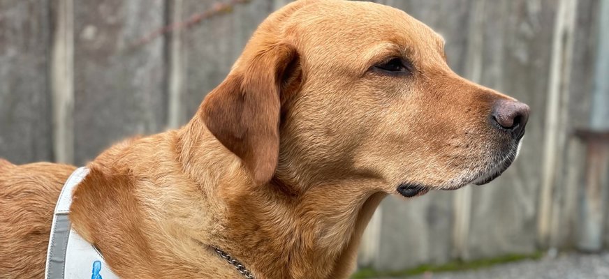 En ledarhund med sele utomhus. 