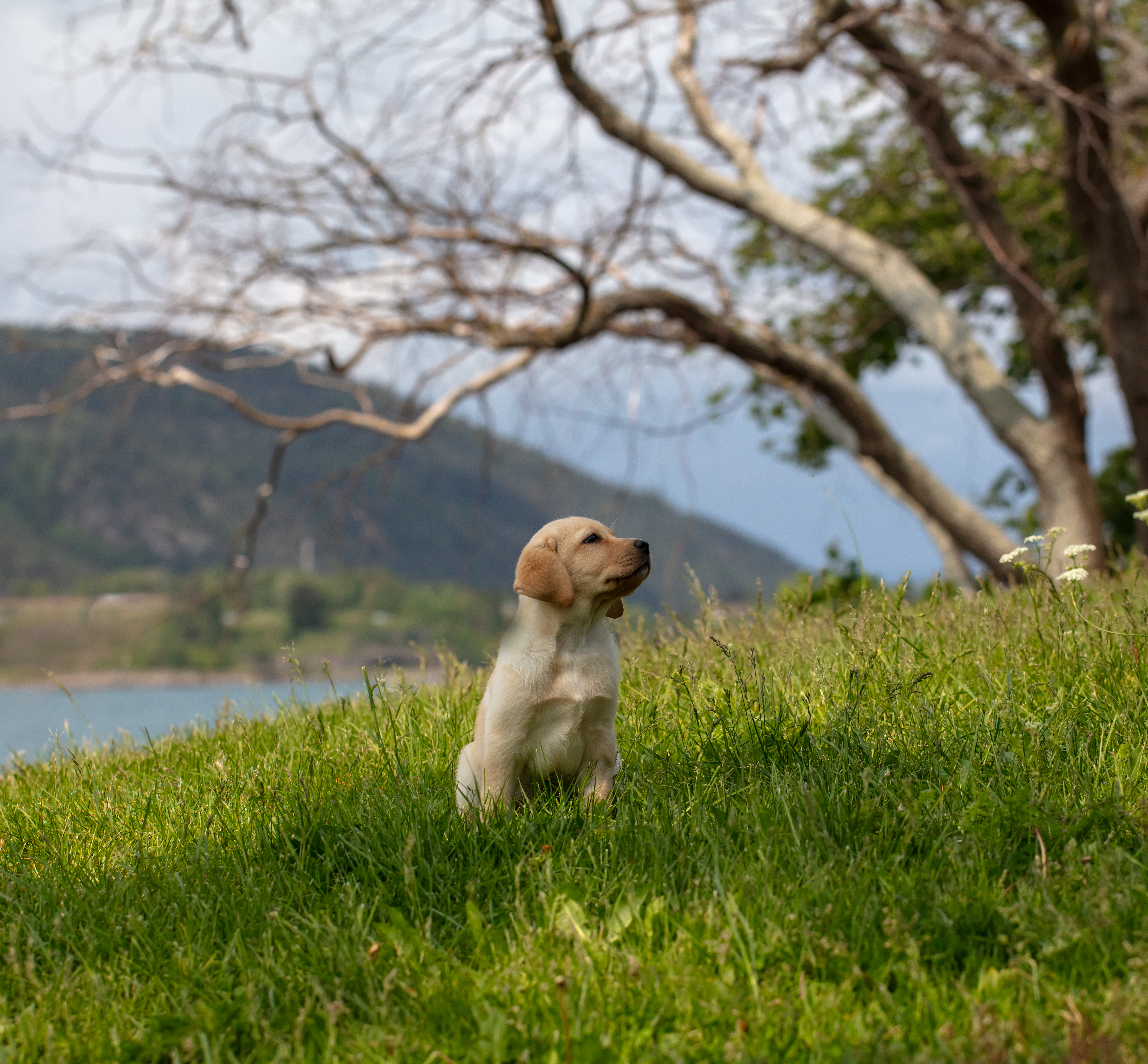Beige labradorvalp sitter i högt gräs i sluttning. Valpen tittar åt höger i bilden, med höjd nos. I bakgrunden berg, vatten, knotiga träd.