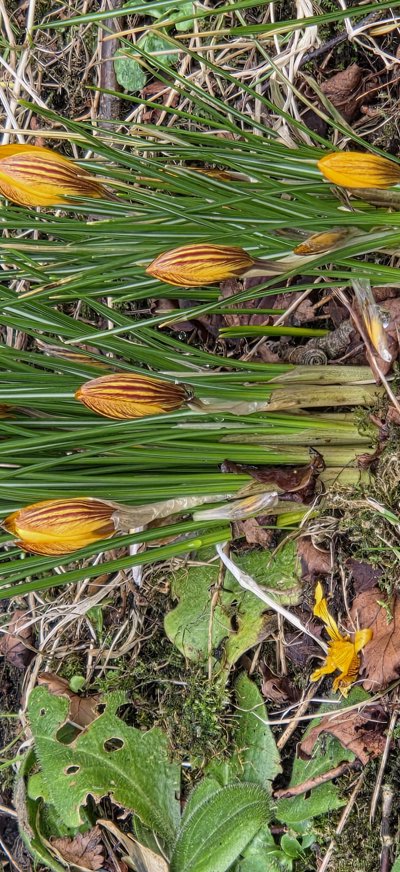 Några gula krokusar i en gräsbacke
