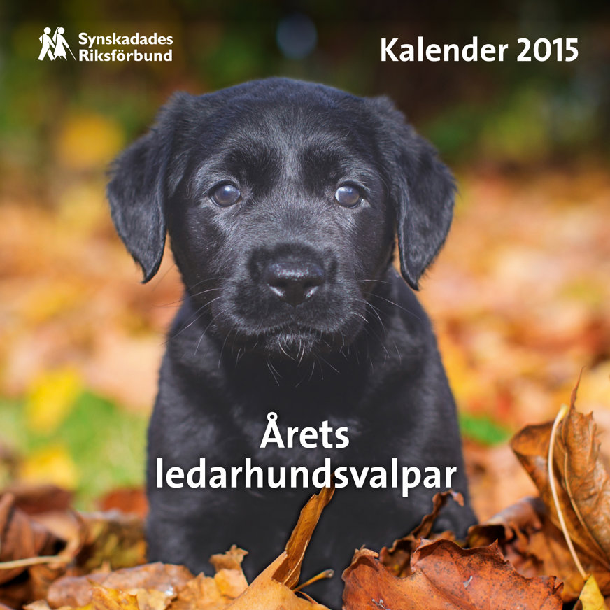 Omslaget till Valpkalendern 2015. Närbild på en svart ledarhundsvalp som står omgiven av gulnade höstlöv och tittar mot kameran.