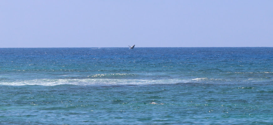 Hav, horisont, himmel, fiskmås.