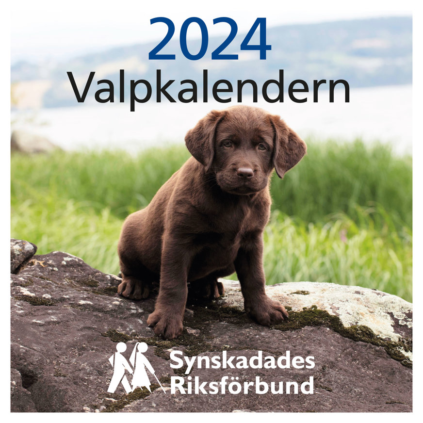 Omslaget till Valpkalendern 2024. En chokladbrun ledarhundsvalp står på en mossig sten i vattenbrynet vid en sjö.